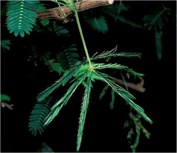 Mimosa pudica leaves closed