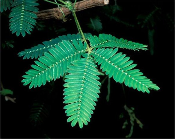 Mimosa pudica leaves open