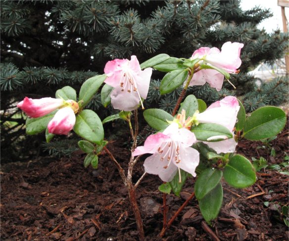 Rhododendron clipenenses planted