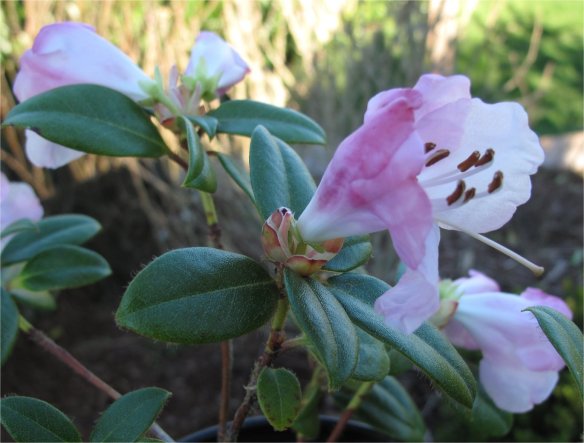 Rhododendron clipenenses1 - medium size